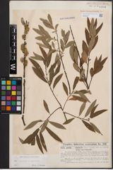 Foto von Salix cinerea L. x Salix viminalis L.